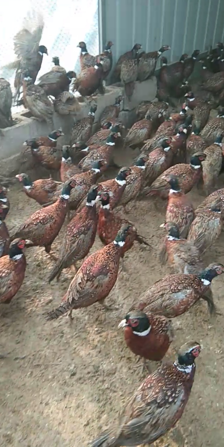 长尾白脖七彩山鸡,活体白条均可