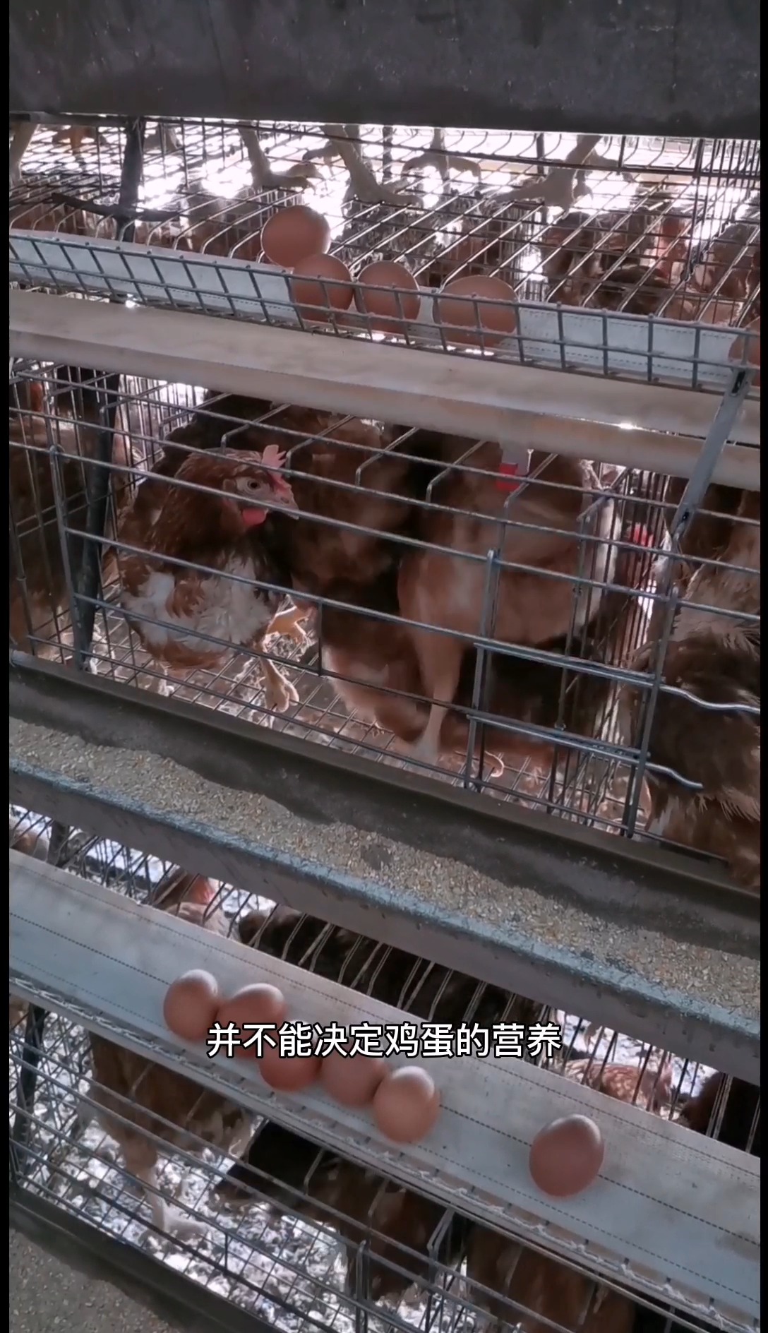 鸡蛋壳的颜色决定了它的营养,富硒姐姐富硒鸡蛋告诉你