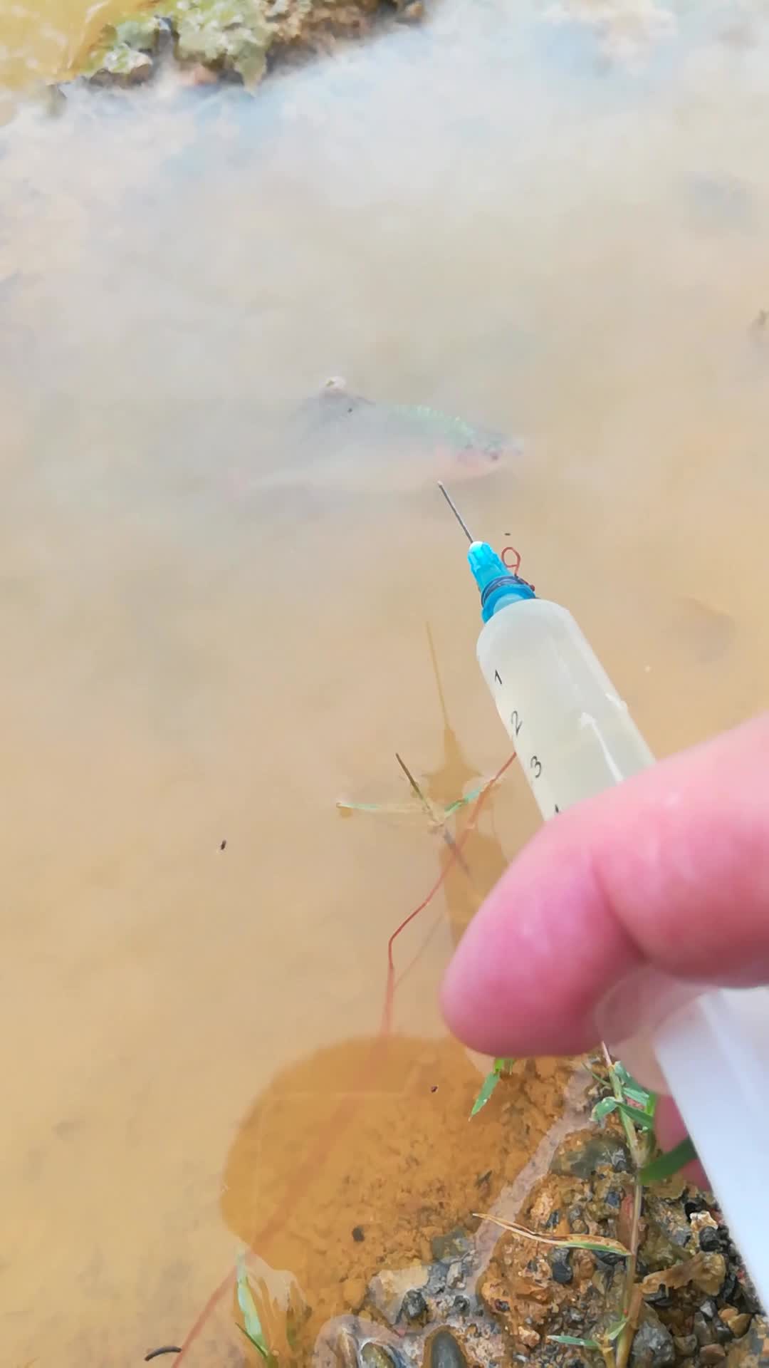 彩色小鳊鱼,你有见过吗