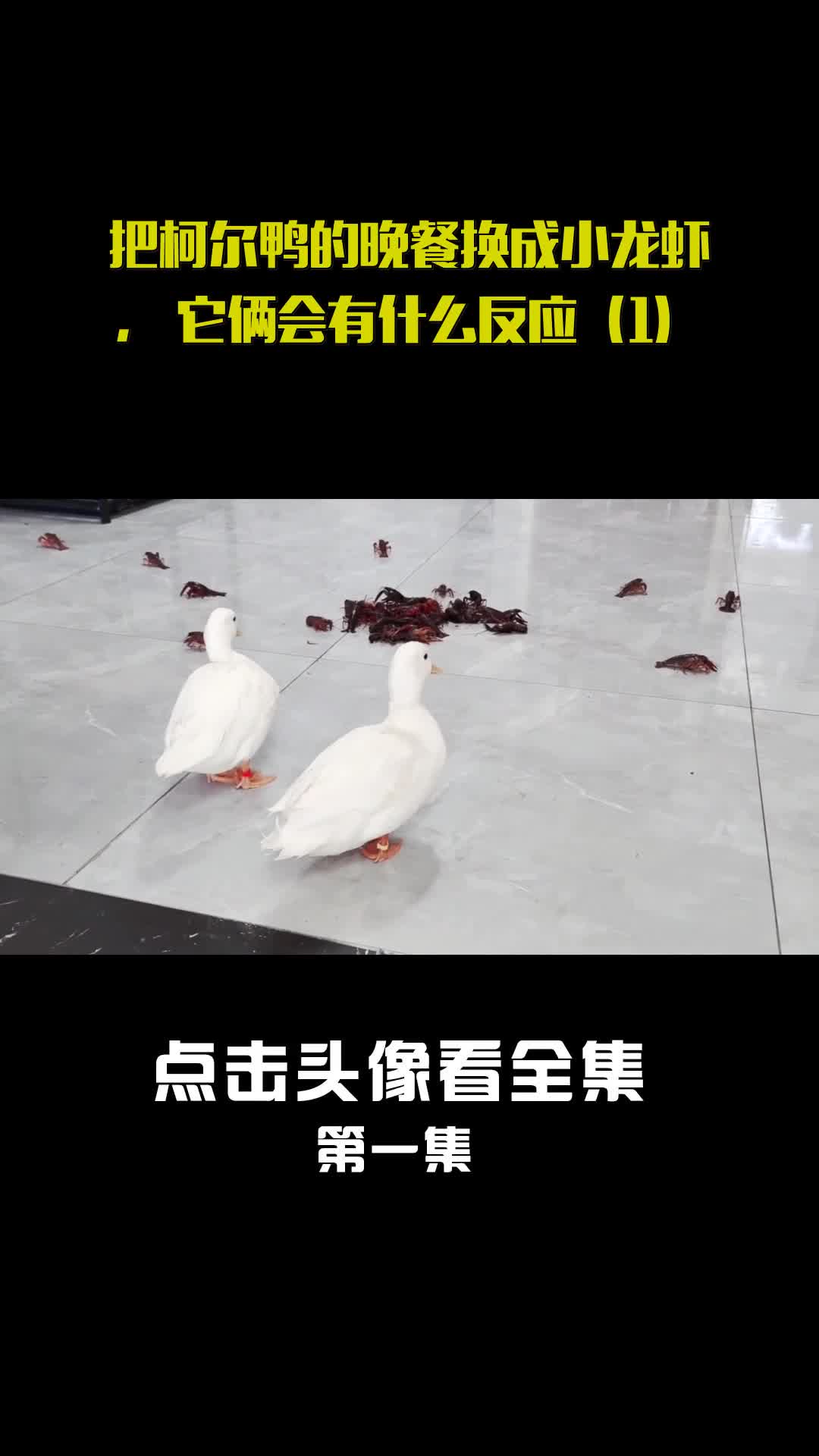 把柯尔鸭的晚餐换成小龙虾,它俩会有什么反应(1)