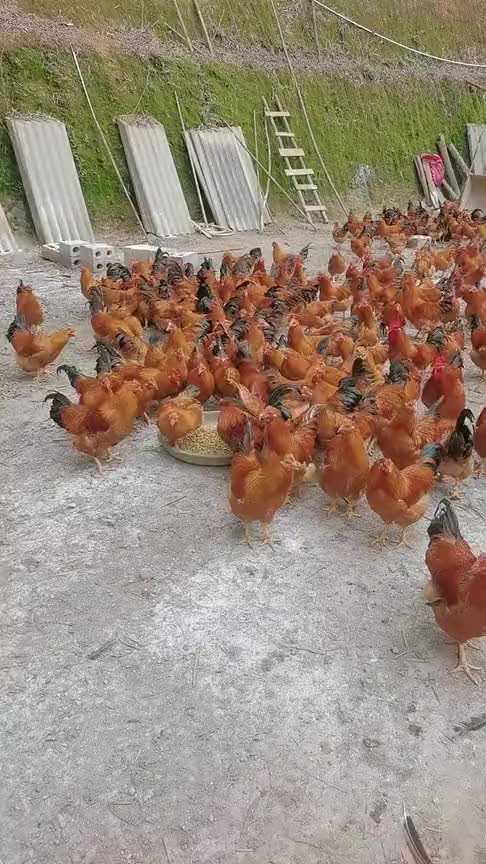 养鸡还是要养田园鸡,这样虽然成本高,但卖价也高!