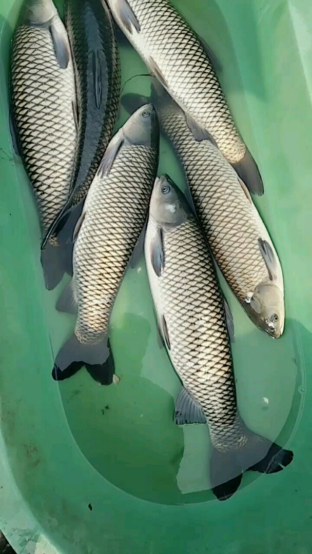 大草鱼