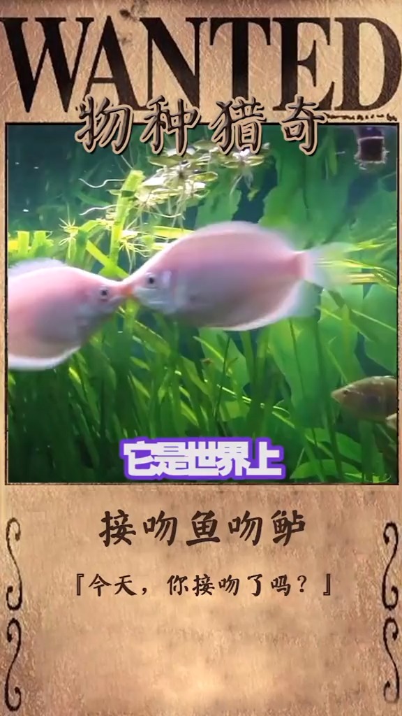 听说垃圾桶都收到花了,阿奇还没有