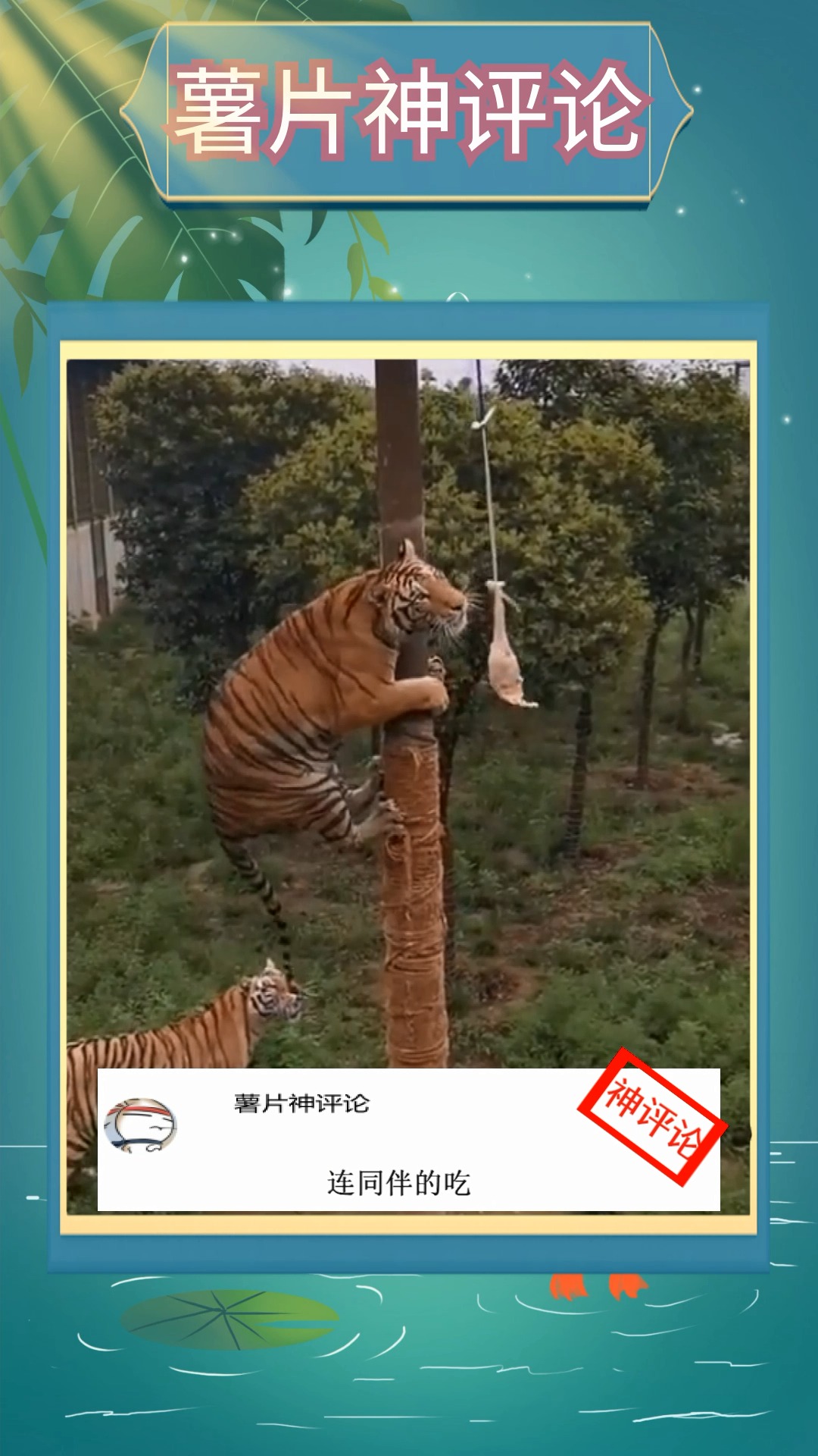 老虎吃肉的吃法