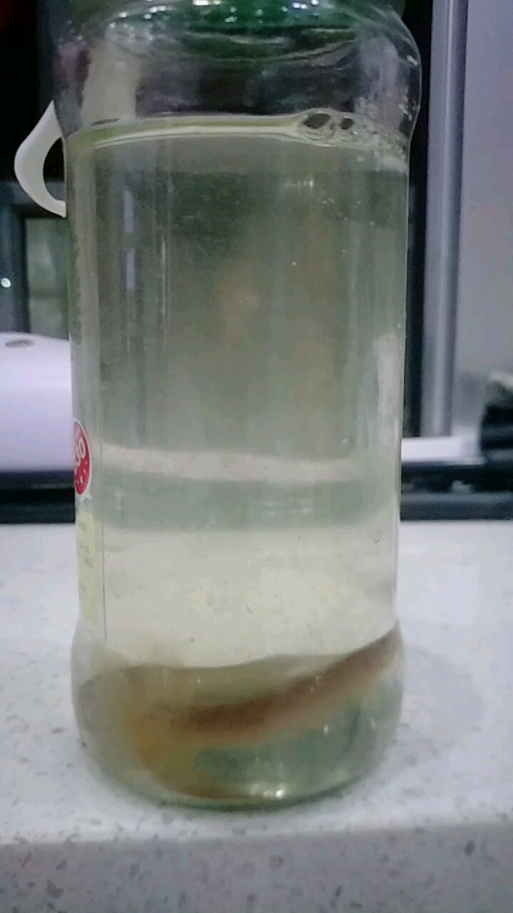 蛇鱼3