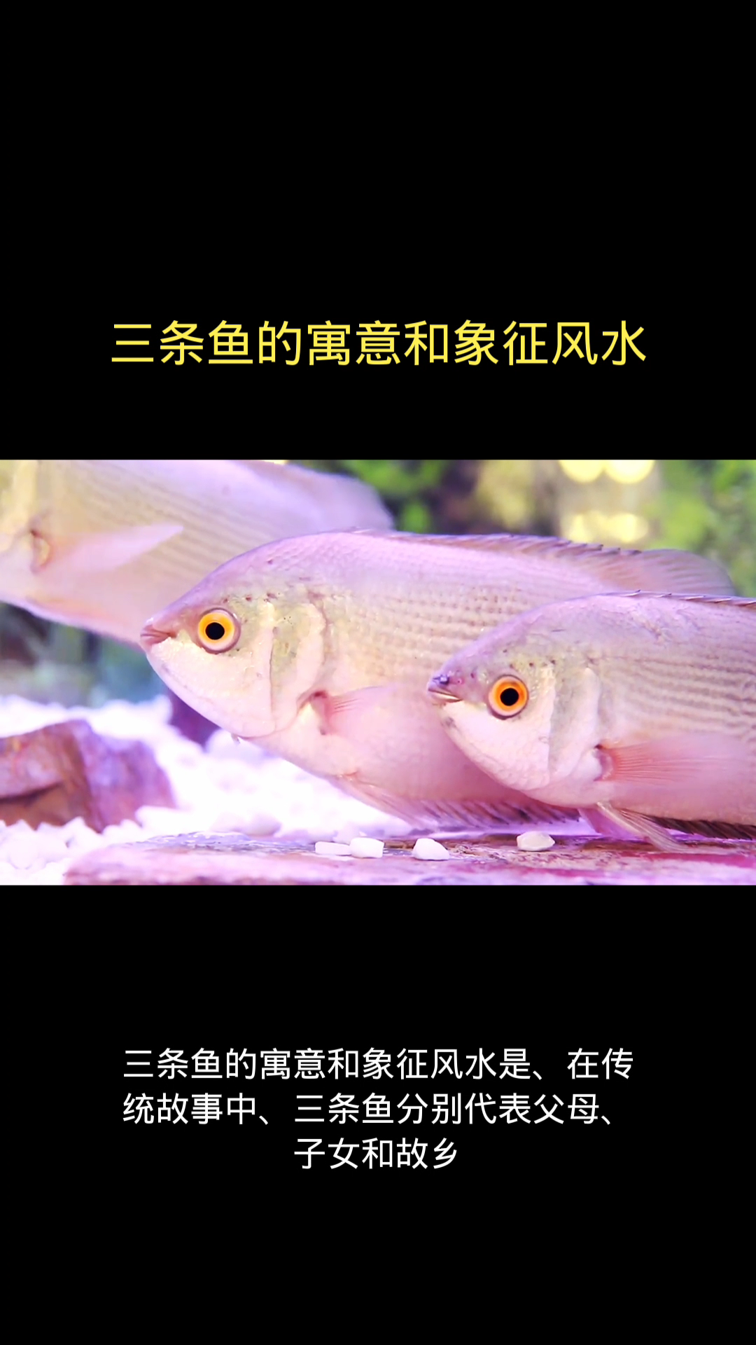 三条鱼的寓意和象征风水