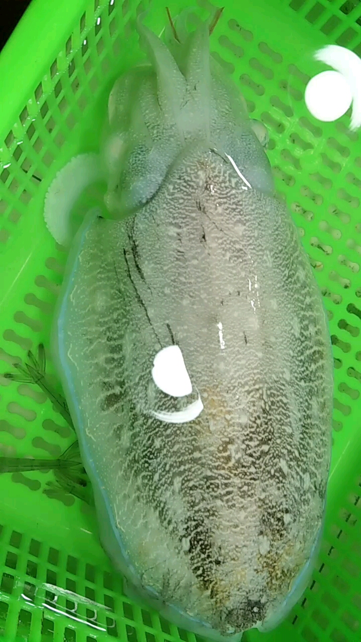 超大的墨鱼