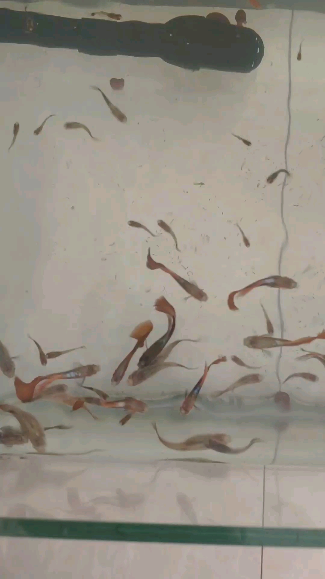 大鱼生小鱼
