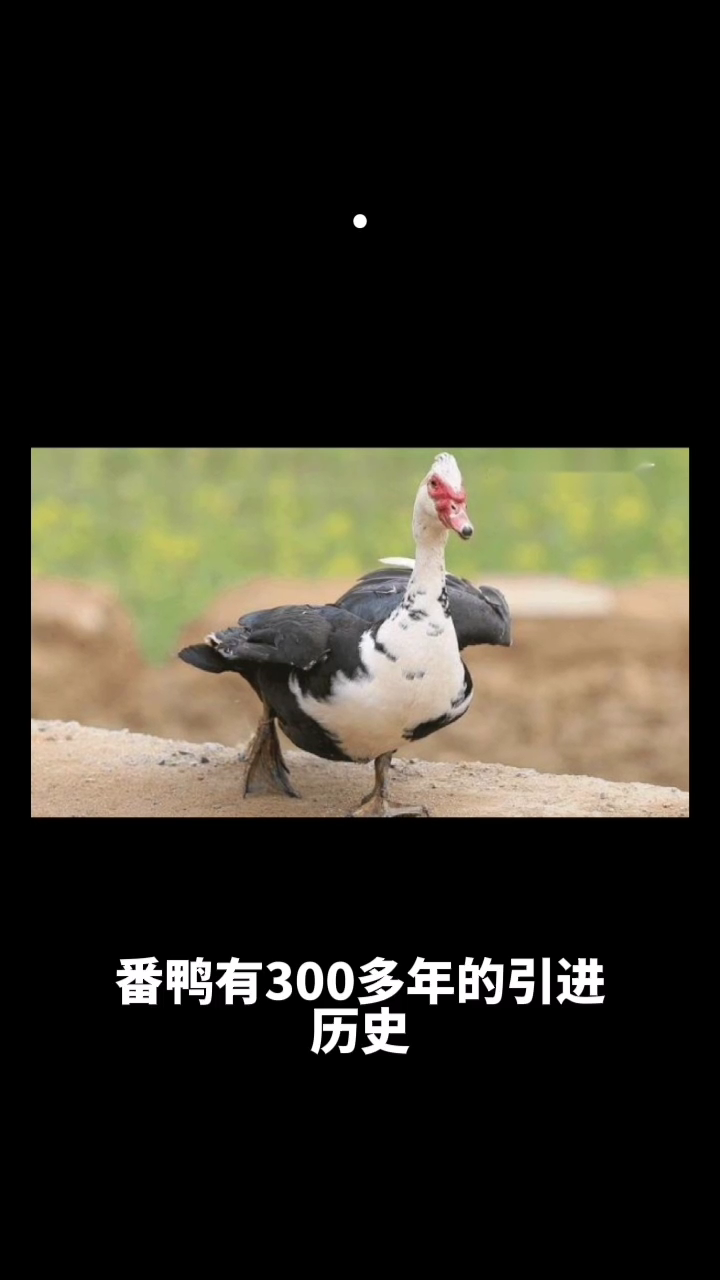 为什么说番鸭有毒