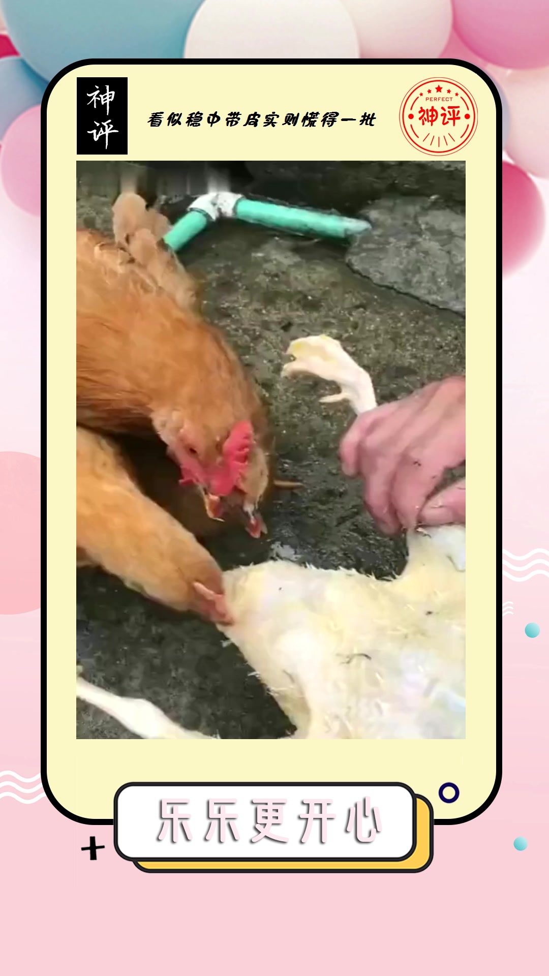 #搞笑#这是个狠人人家都是拔鸡毛他这是鸡拔毛