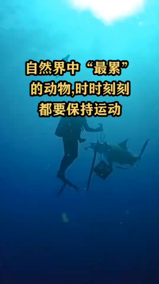 自然界中“最累”的动物,时时刻刻都要保持运动,停止就会死亡