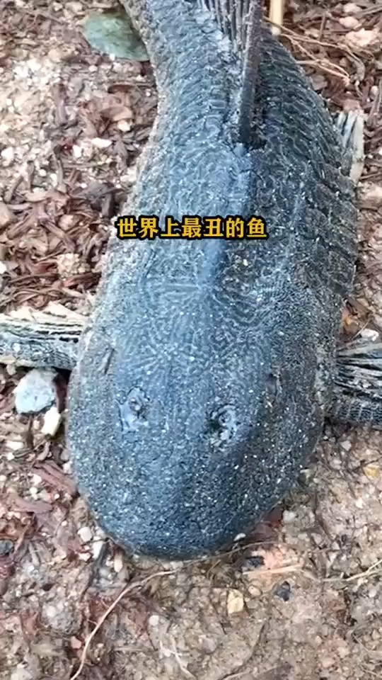#搞笑视频#丑鱼....
