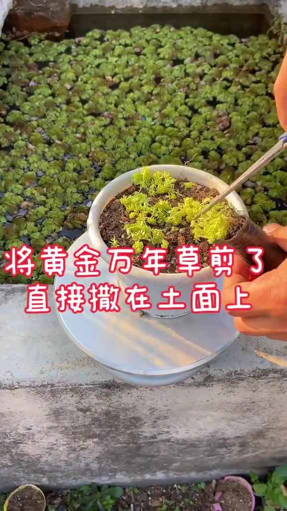 黄金万年草的繁殖多肉植物,,