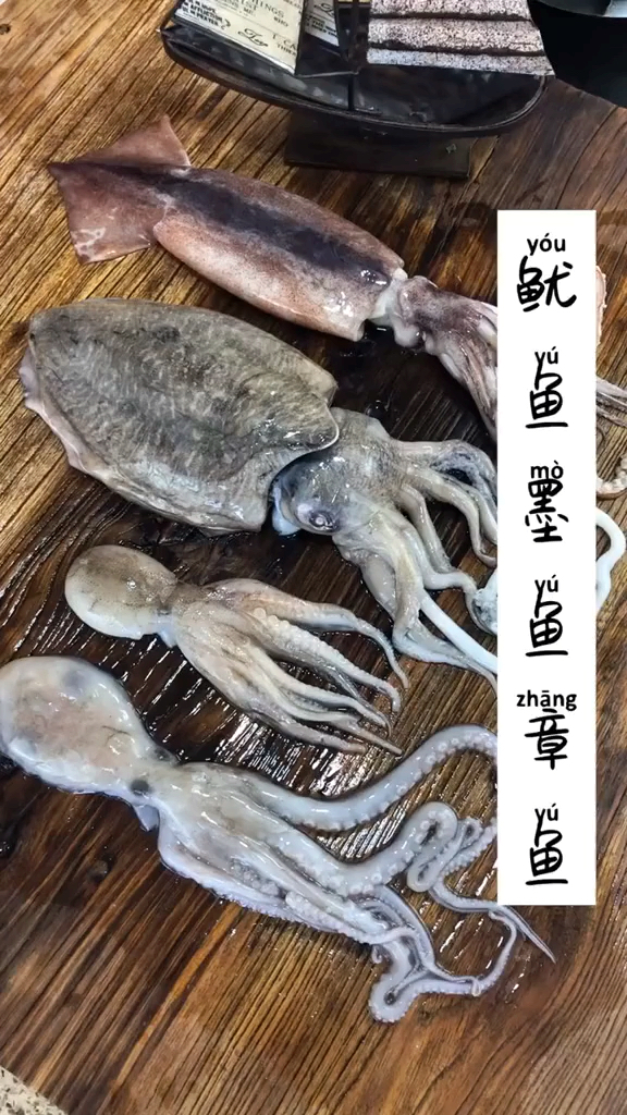 #海鲜批发#章鱼 鱿鱼 墨鱼 应该怎样快速辨别呢。
