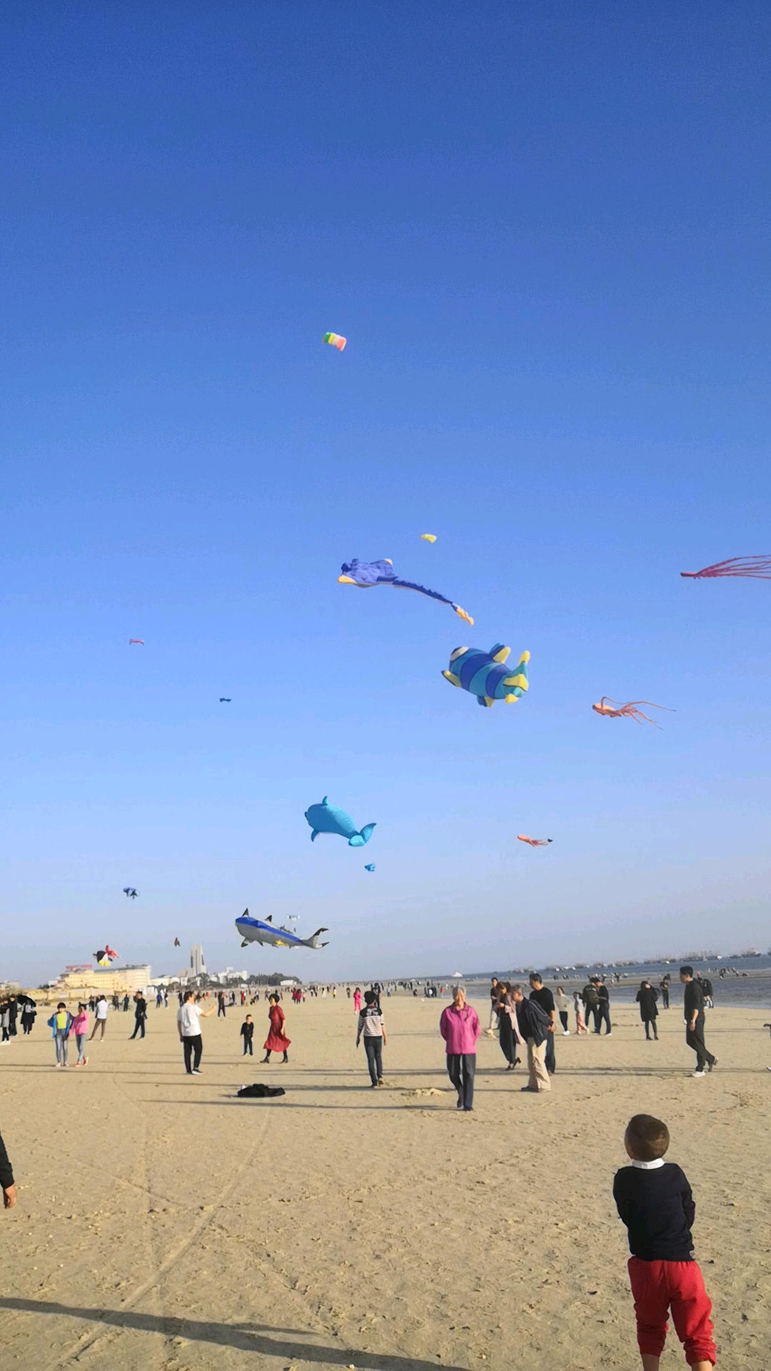 海洋鱼类也能在天空翱翔 