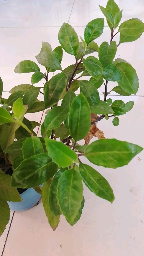 不知道是什么植物。只知道是中药材。有认识的老铁吗。