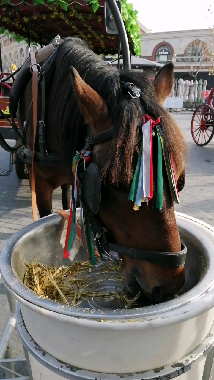 #新年游记#鱼旦妈在天津五道口看到的马车好大一匹马,吃草特开心!