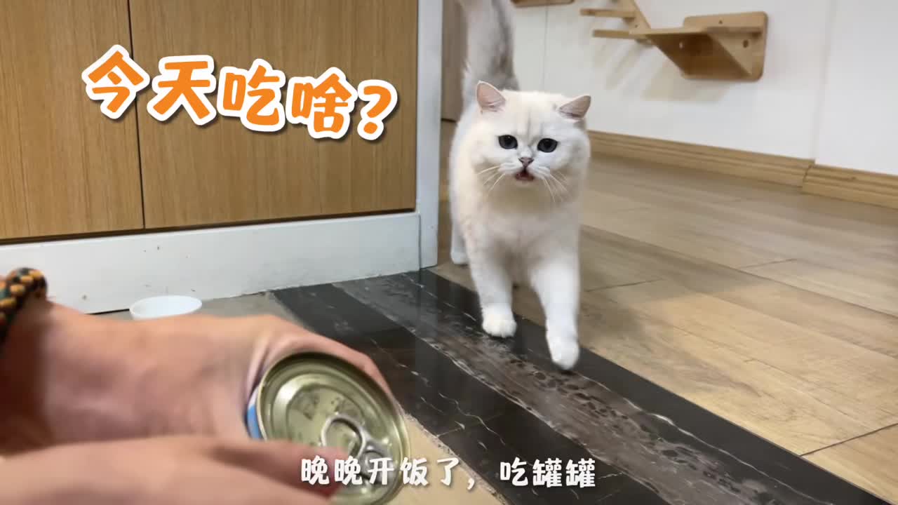 #我家萌宠成精了#漏嘴巴晚晚你放肆吃,剩下的来搞定生活大玩家