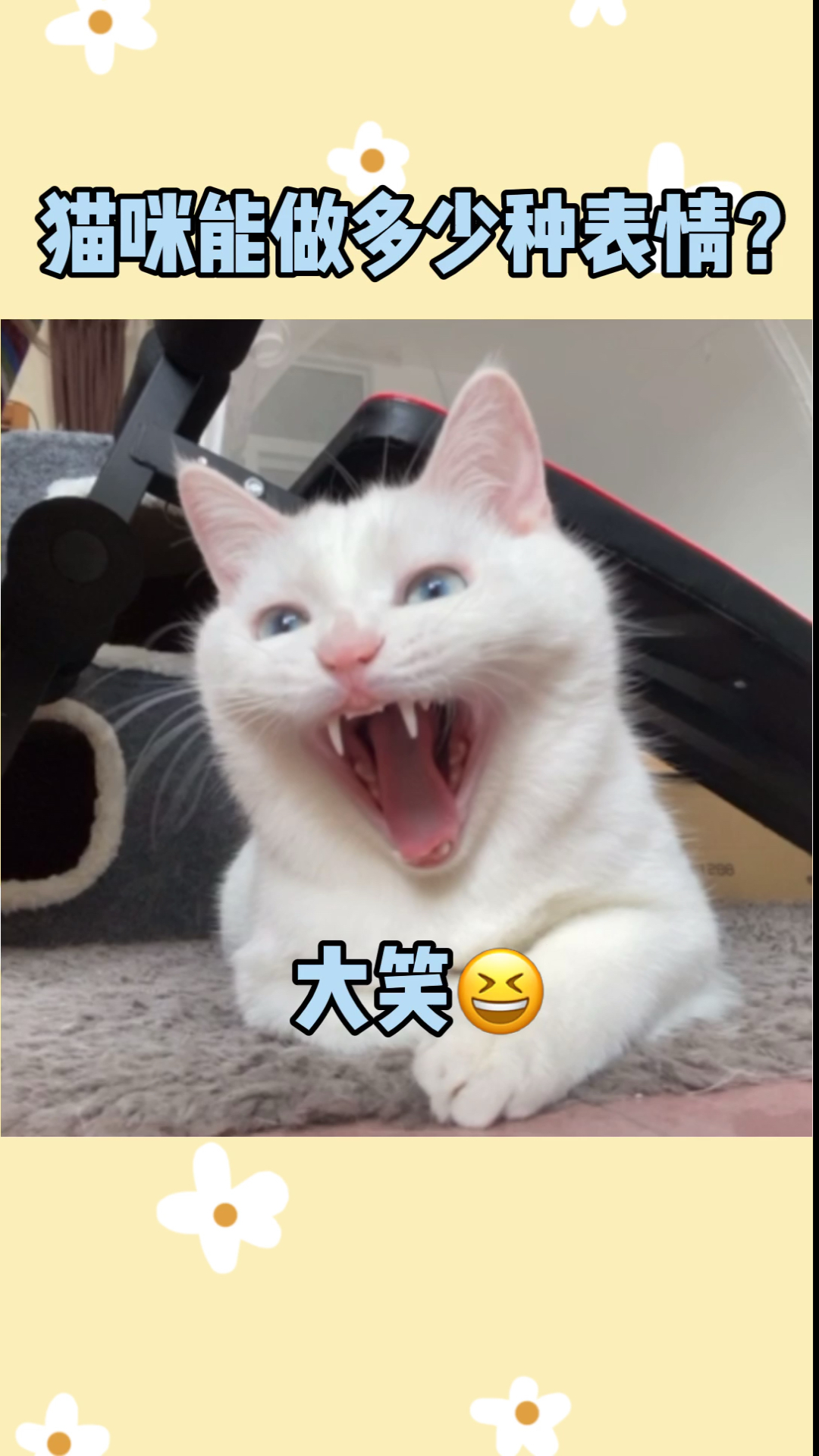 猫咪的表情包应该就是这么来的吧