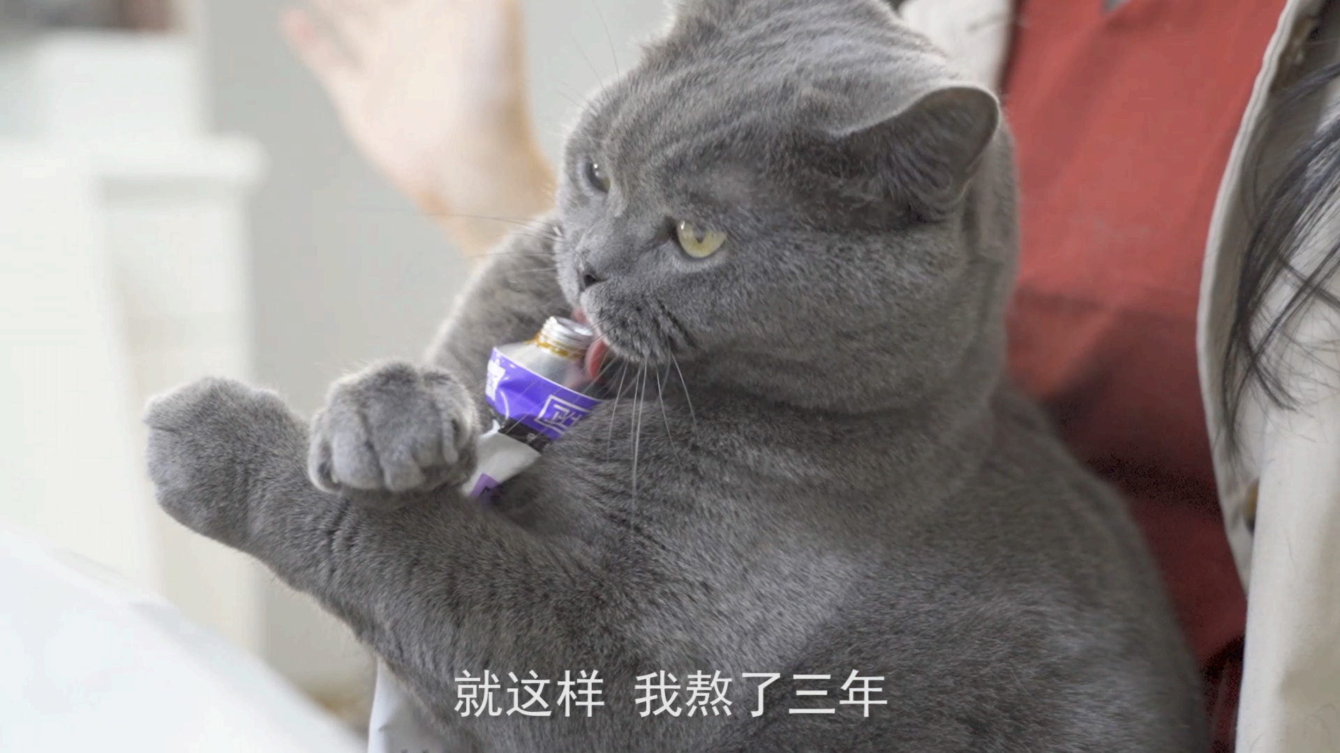 #宠物最可爱的样子#养猫后得了过敏性鼻炎怎么办？还能继续养猫吗？