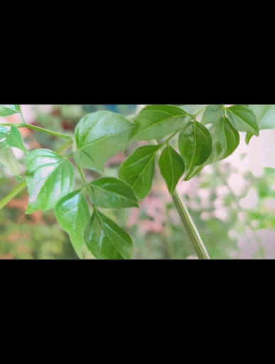 燃烧吧蔬菜 