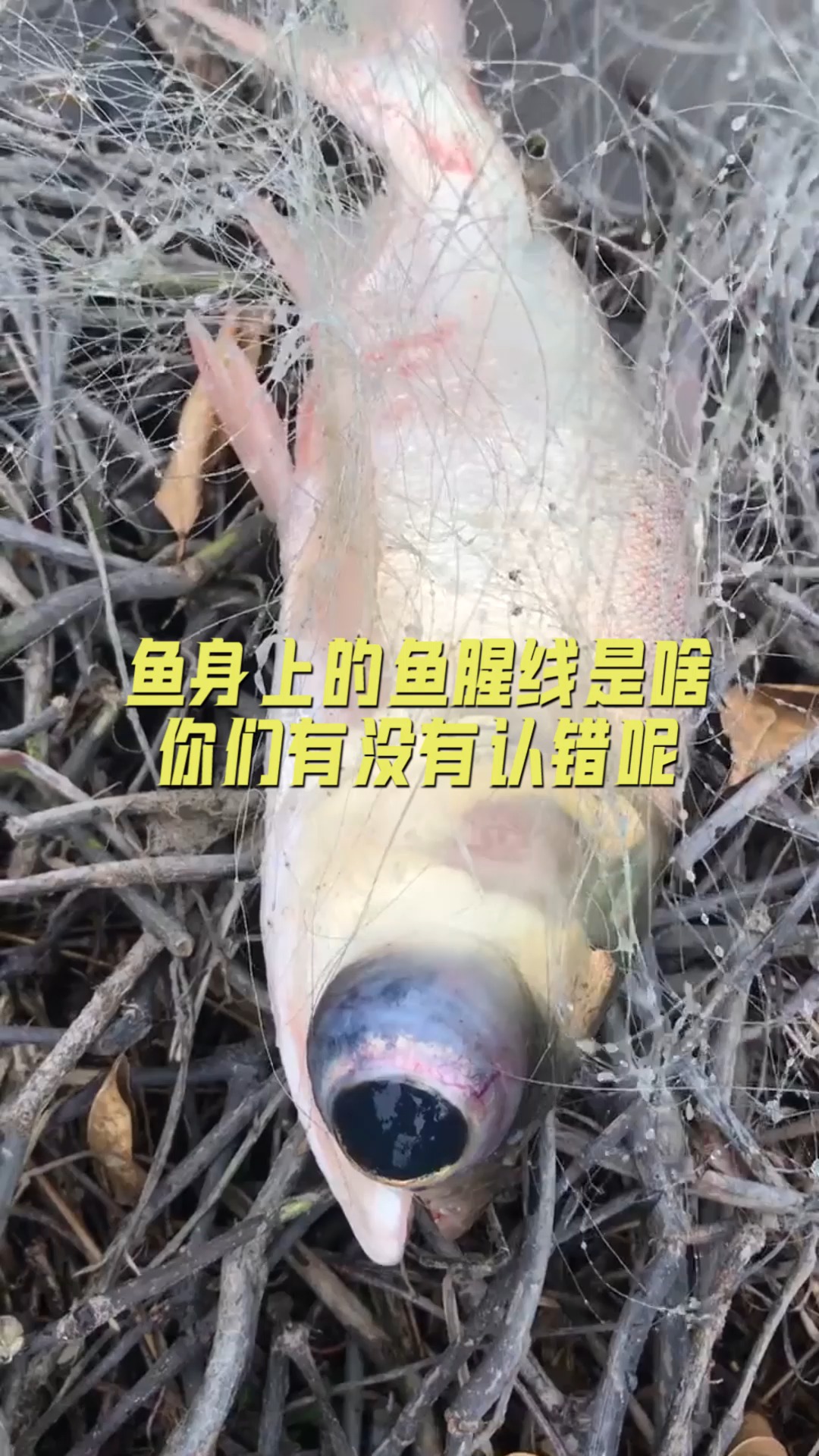 #美食#鱼身上的鱼腥线是啥?你们有没有认错呢?答案都在这里