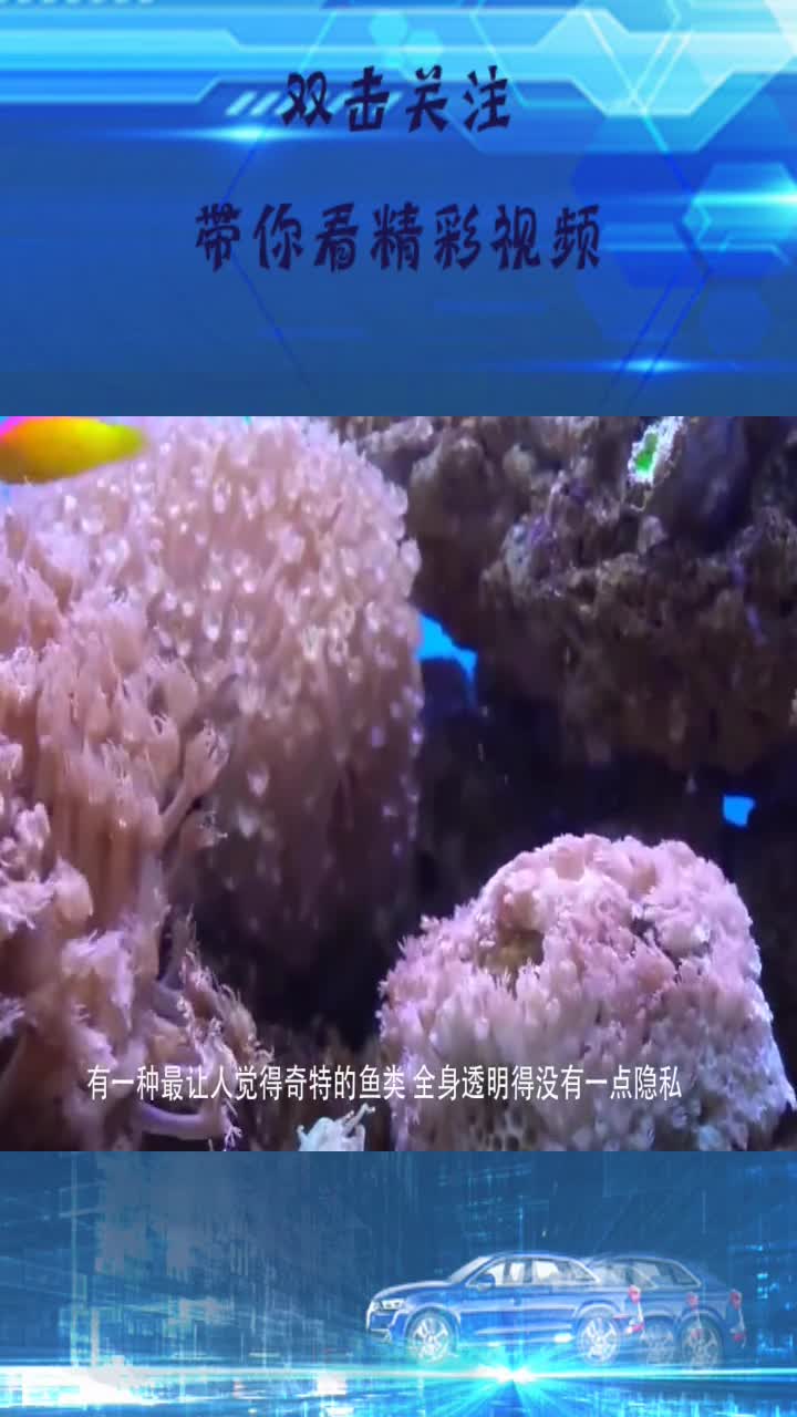 世界上最没隐私的鱼,骨骼内脏清晰可见,太神奇了!