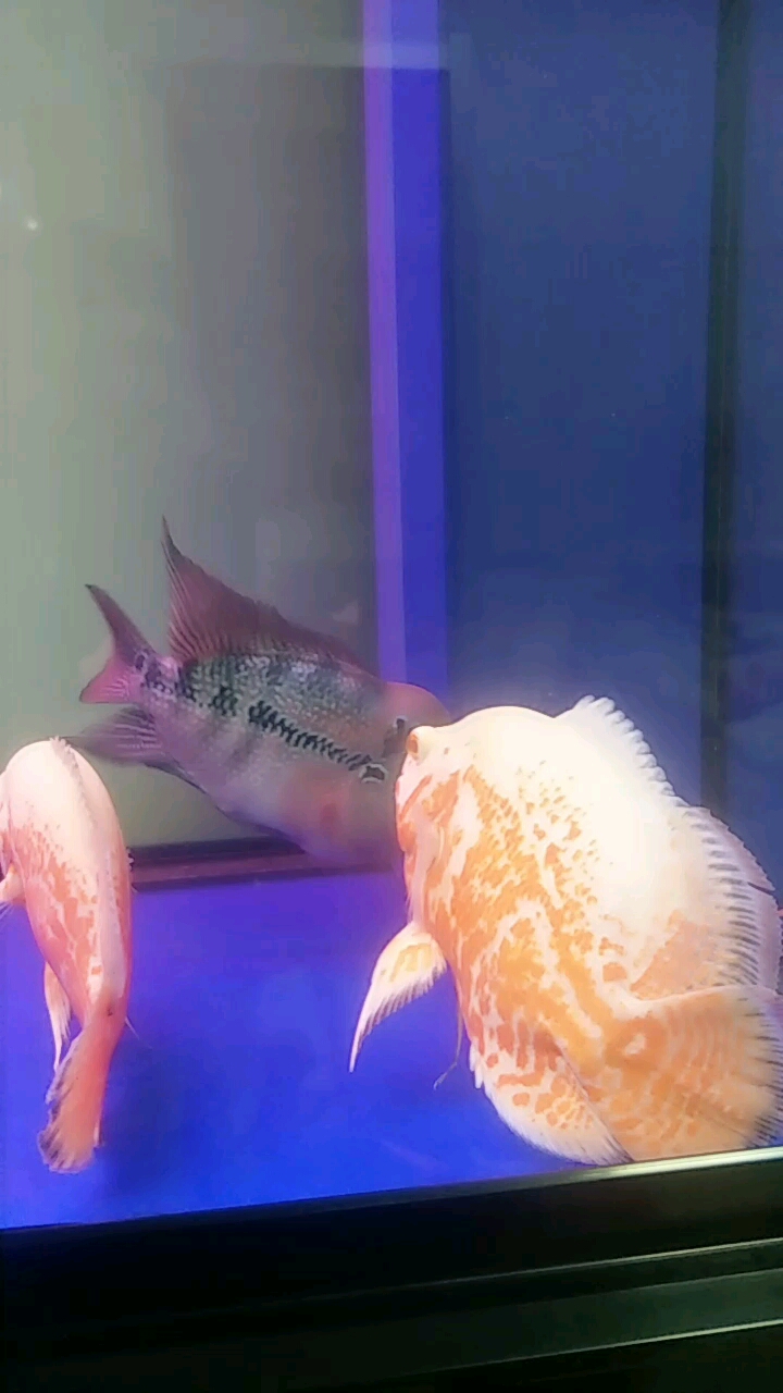 都掉鳞了 