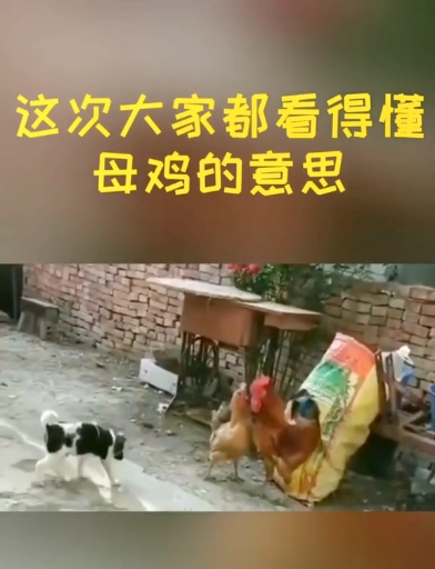 大家能看懂母鸡的意思不