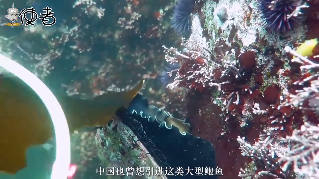 #娱乐#世界上最大的鲍鱼,15个人才吃得完一个,中国曾考虑引进