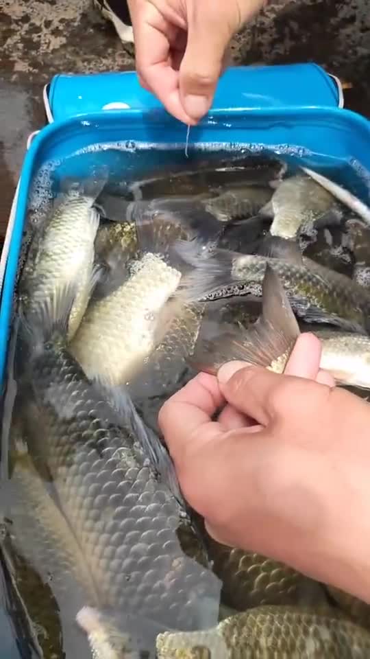 现在的鲫鱼很多寄生虫,各位钓友要注意