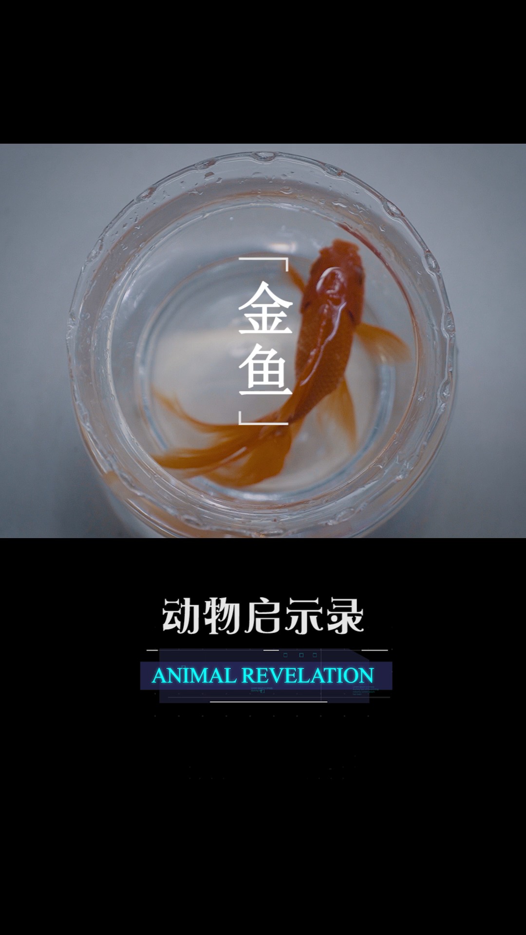 #剧情#【金鱼】忘记了所有  也忘不了你