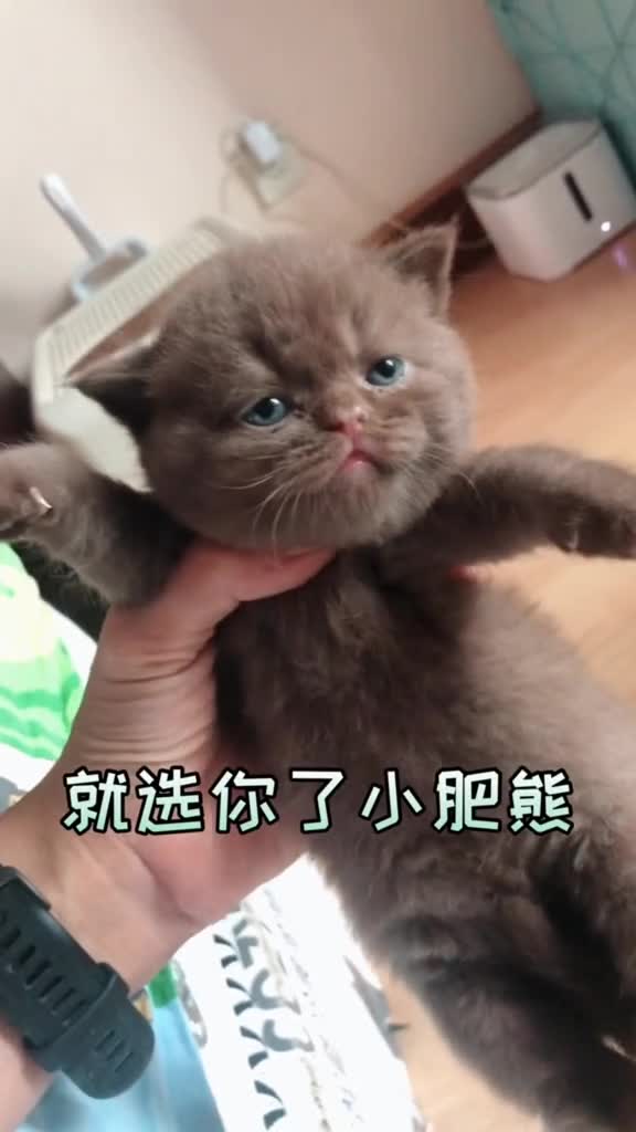是你想要的抱抱吗?小可爱?国内少见的巧克力色英短小朋友,柴妈在为取名字头疼呢!#巧克力色英