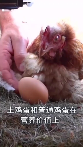 #知识科普#点名土鸡蛋,土鸡蛋真的比普通鸡蛋,更有营养价值吗