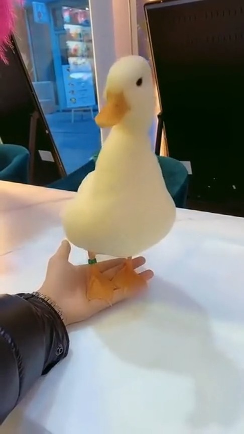 不愧是连王思聪都养的鸭子,这小模样,能萌化每个人的心