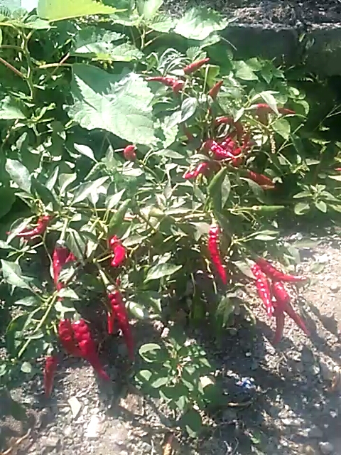 #美食看中国#一树朝天椒。怎么弯了腰。