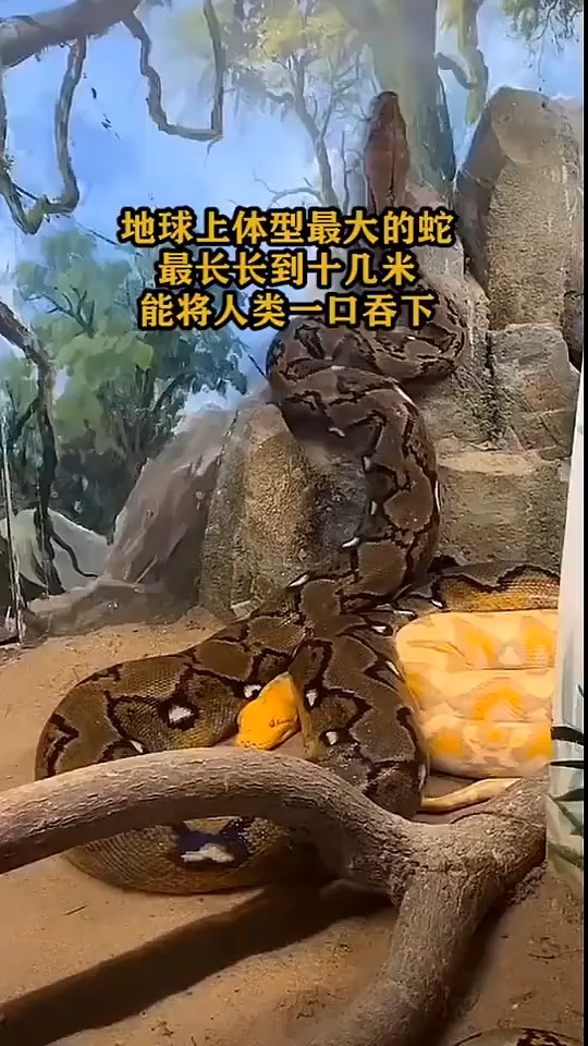 地球上体型最大的蛇,最长长到十几米,能将人类一口吞下