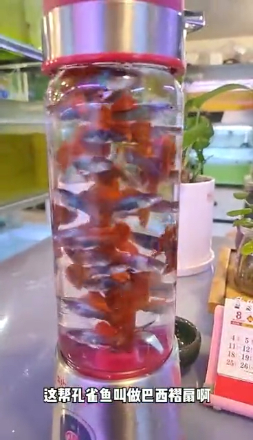 巴西鱼
