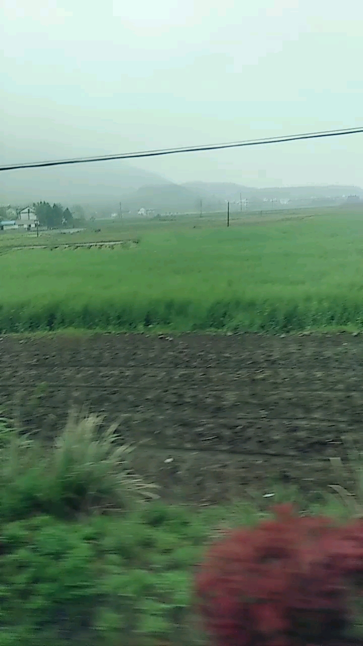油菜花清明后成为果实了 