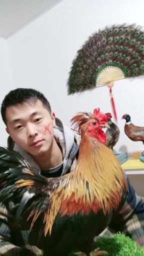 #有爱才有年#今天做的元宝鸡标本,,