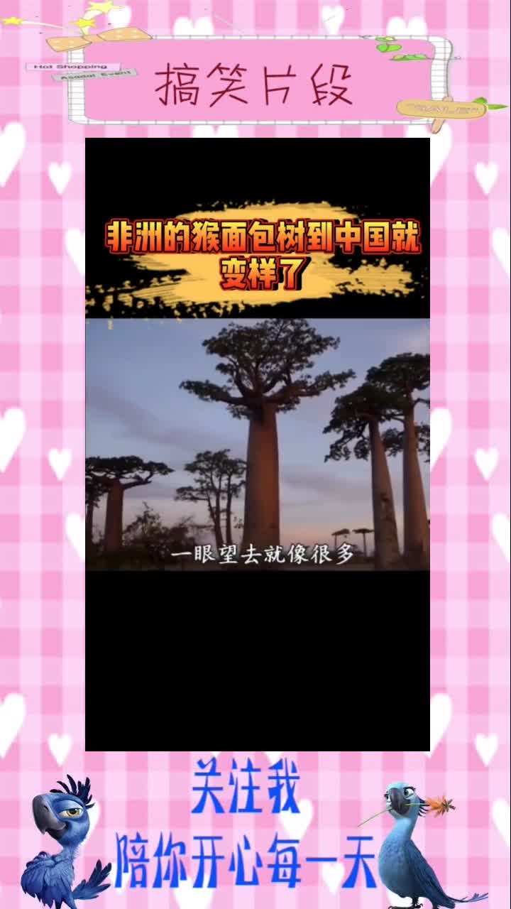非洲颜值最高的树,到了中国就变样了,搞笑段子