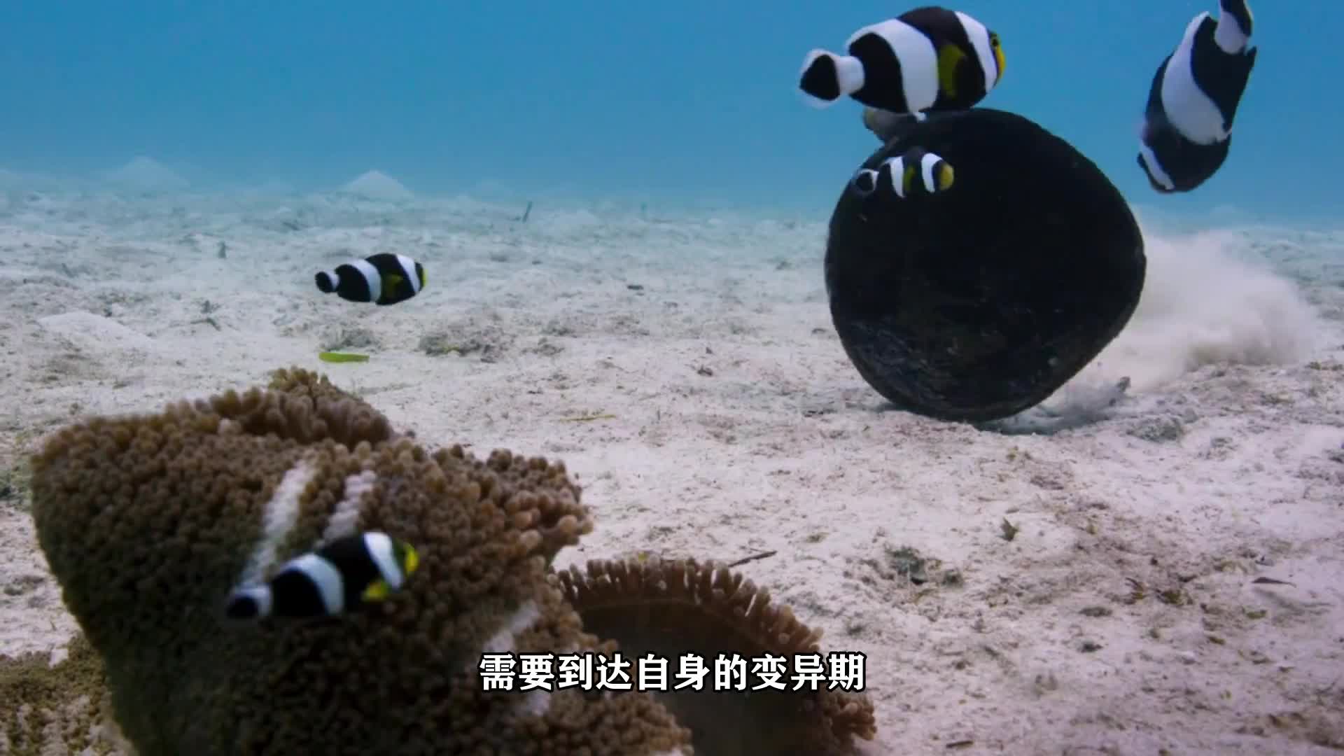 黑背心小丑养多久变色