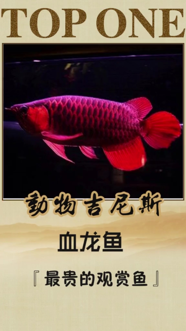血龙鱼象征高贵、吉祥、财富,愿见此血龙鱼者及家人平平安安,财源滚滚!