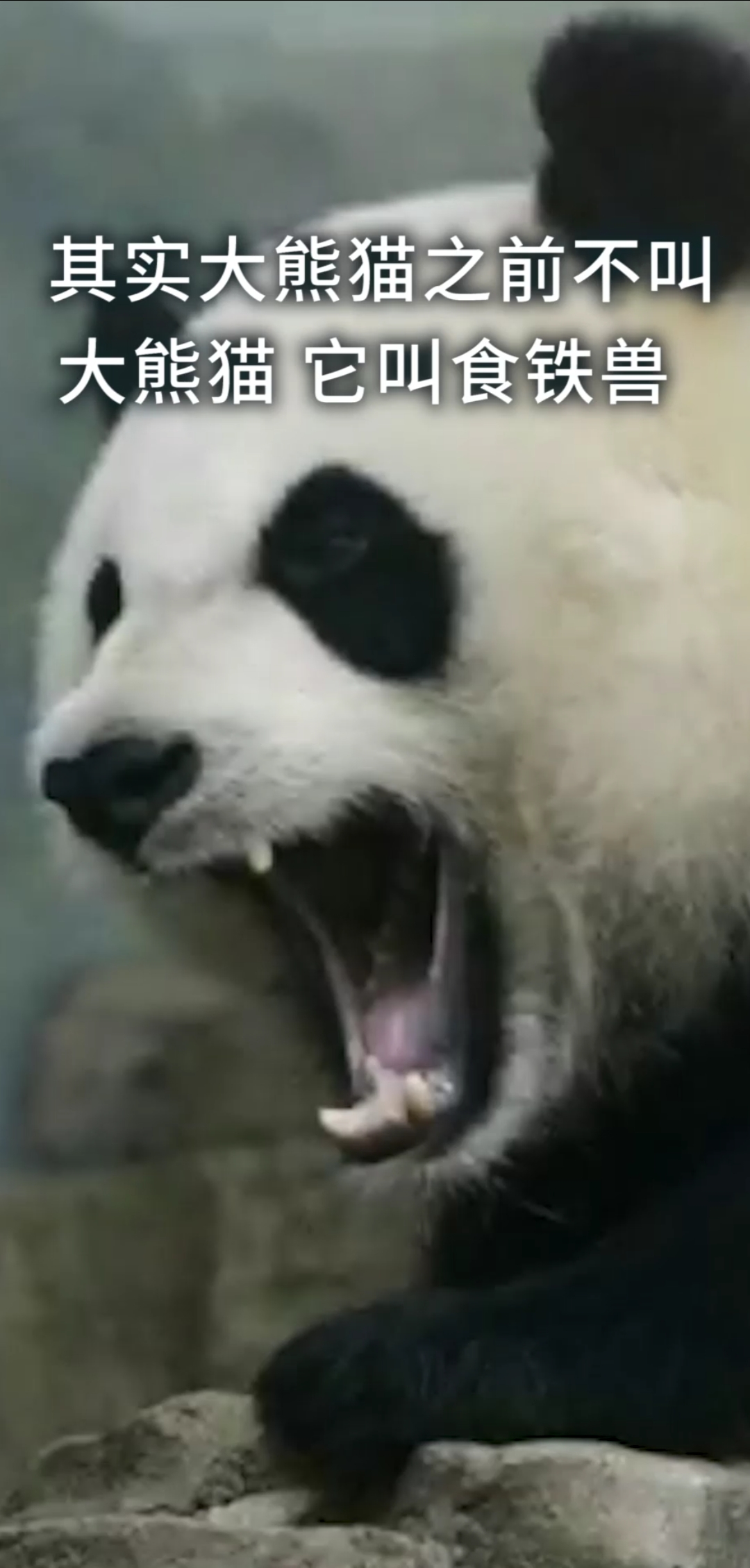 老虎狮子为什么挨饿也不敢攻击大熊猫?