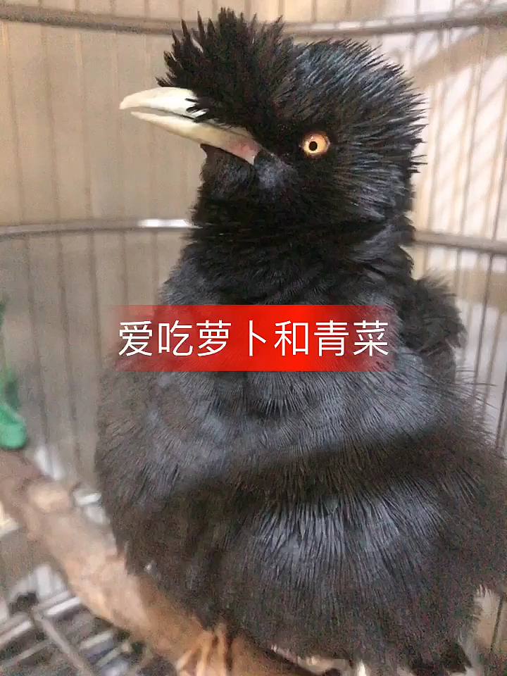 小白兔说的完美