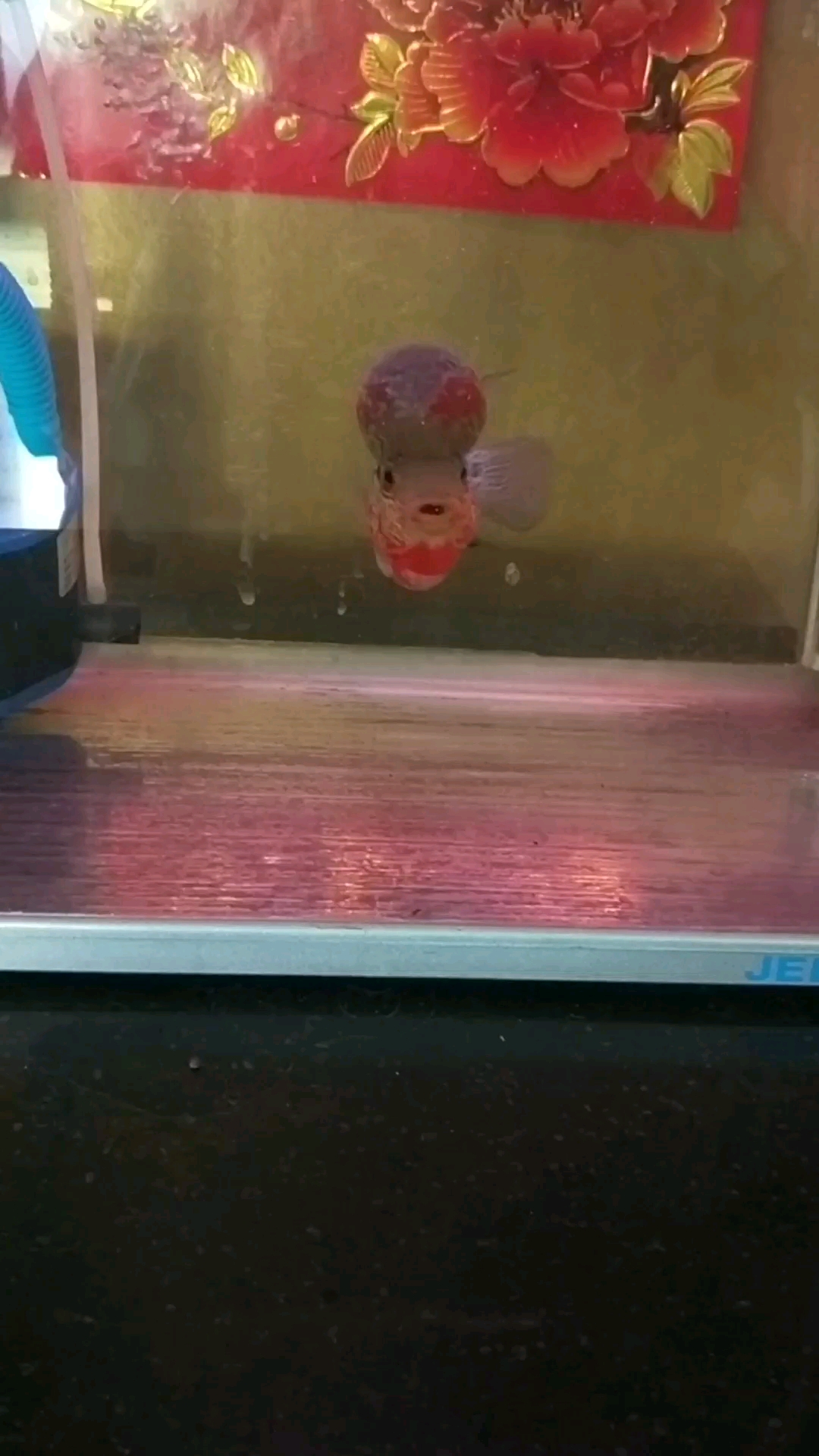 分享视频