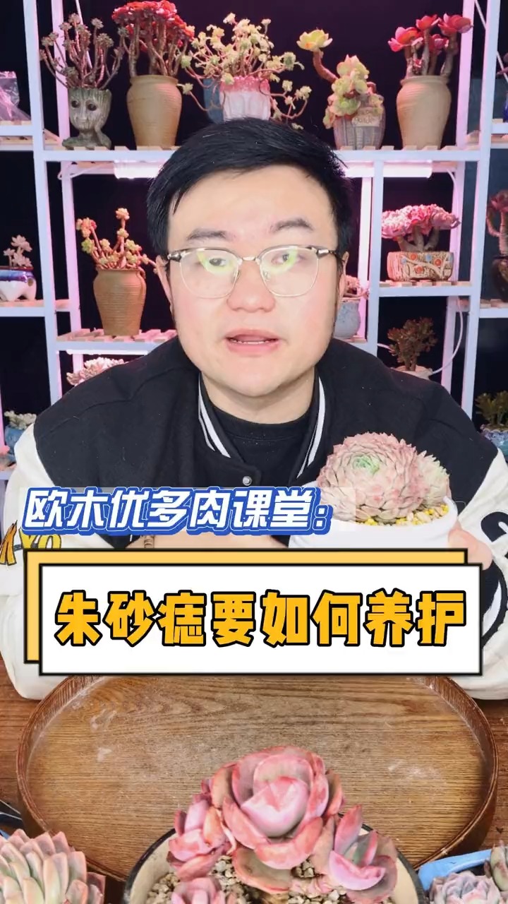 朱砂痣养护要注意哪些季节呢?这个视频告诉你#多肉#多肉养护#