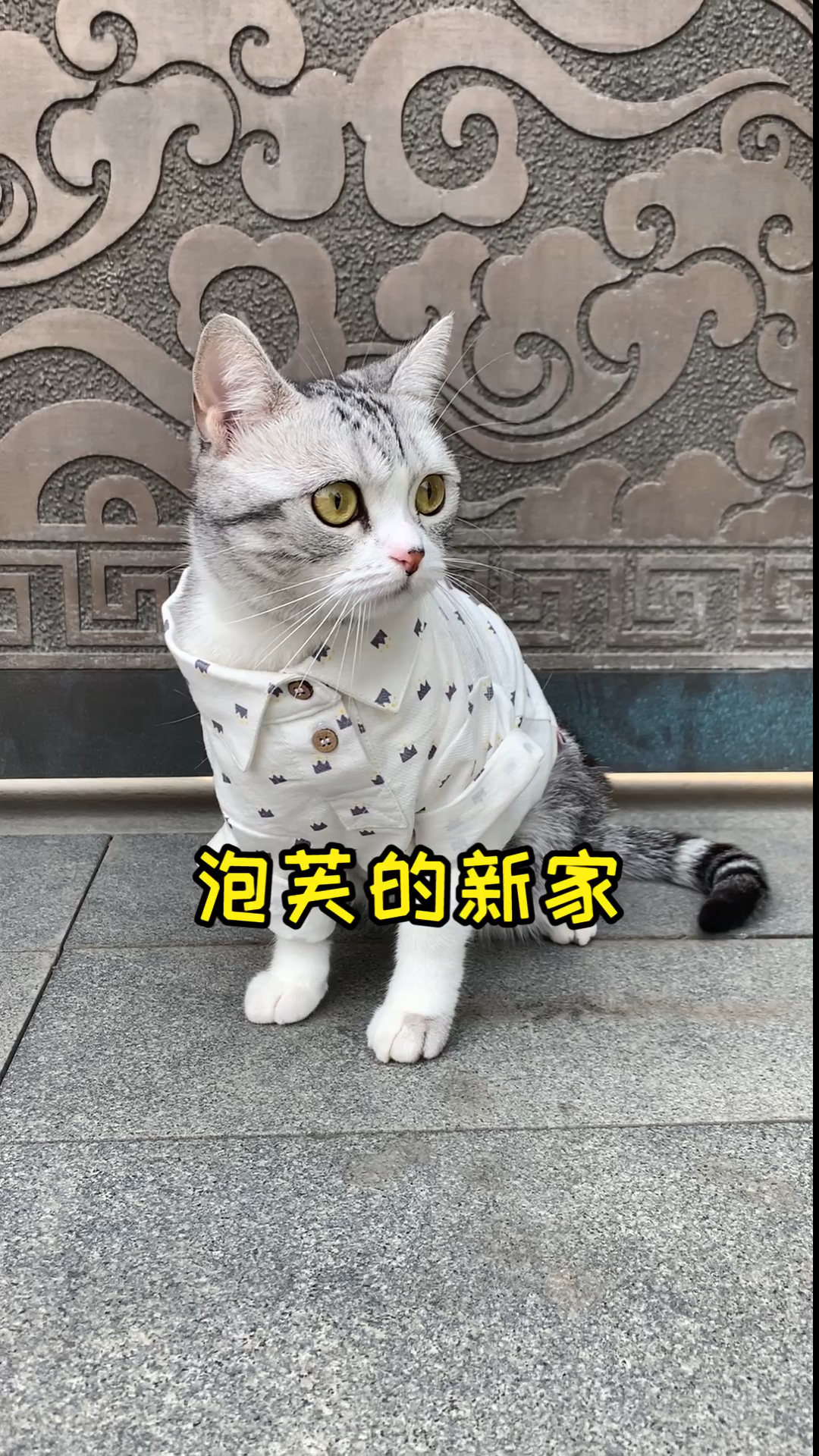 #家有猫咪#新家还没有完全装修好 先带芙芙熟悉下环境 期待最后的效果