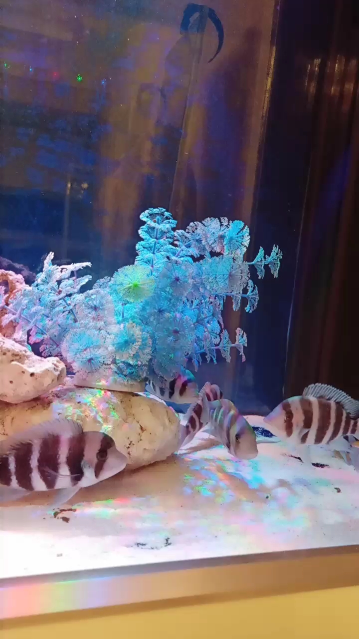 分享视频