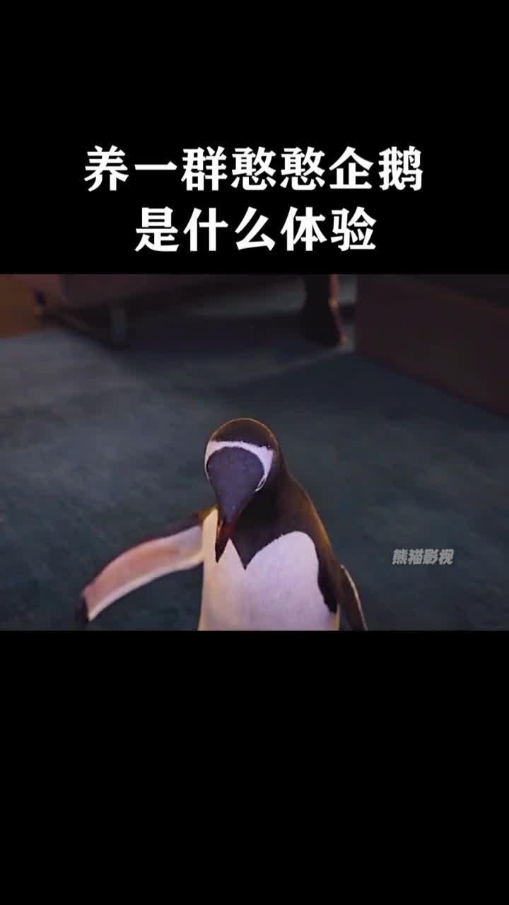 请问这样的宠物哪里有卖?